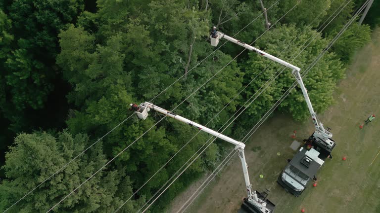 Prospect Park, NJ Tree Removal and Landscaping Services Company